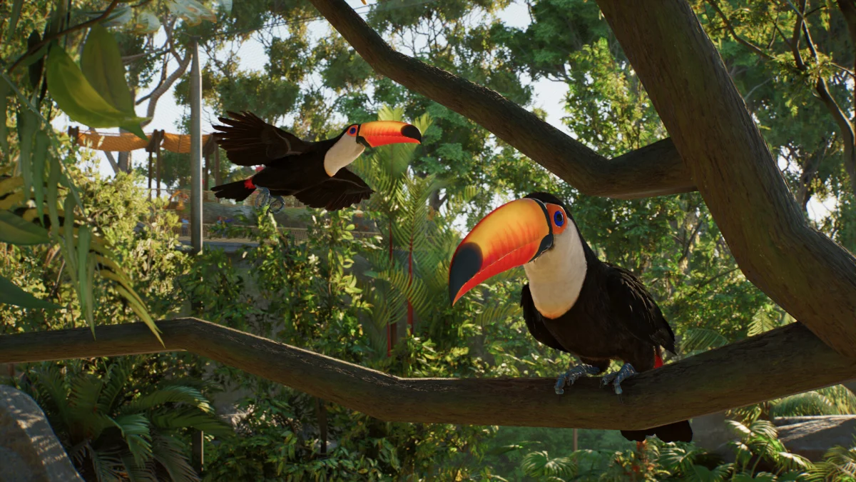 Captura de aves (tucanes)